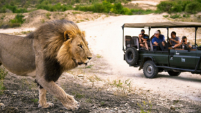 Suedafrika Safari Pirschfahrt mit Löwe Foto south african tourism